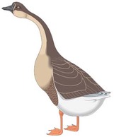 Goose 3