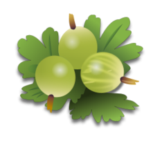 Green Gooseberrys