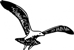 Herring Gull B clip art