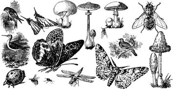 Insects and mushroom free vectors