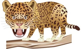 Leopard 6