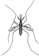 Mosquito clip art