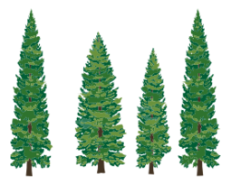 Pine Trees