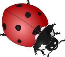 Red Lady Gradient Ladybug Bug Insect