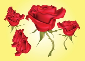 Red Roses Vector