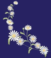 Romashka daisy Flower 8