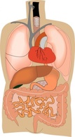 Science Diagram Female Human Cartoon Diagrams Body Medicine Artfavor Medical Organs Internal Location Anatomy Organ ...
