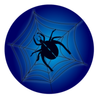 Spider_on_web