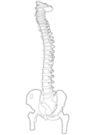 Spine Vector