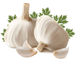 Stock Realistic Garlic Vegetables Vector