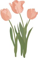 Tulip Flower 13