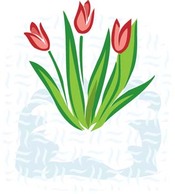 Tulip Flower 2