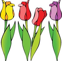 Tulip Flower 4