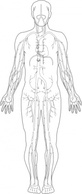 Veins Medical Diagram clip art