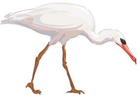 White egret vector 1