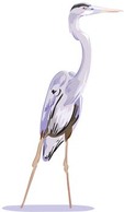 White egret vector 2