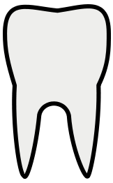 Tooth Line Art