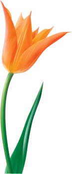 Tulip Flower 14