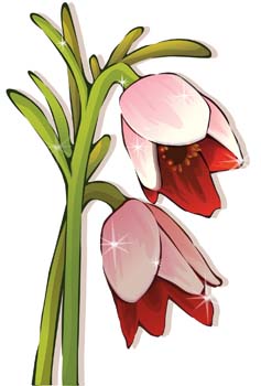 Tulip Flower 24